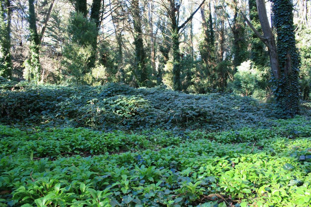 Las Cortaderas Bosque Peralta Ramos Mar del Plata Extérieur photo